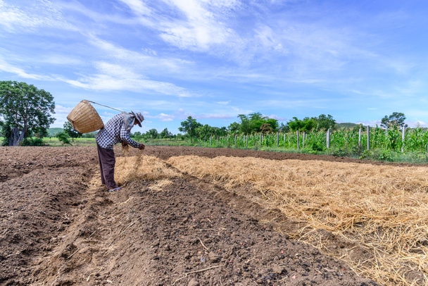 Thaimaan viljelijä mulching plantaasi olki sininen taivas päivä
. - Valokuva, kuva