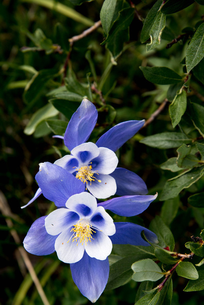 Feld mit felsigen, blauen Akelei-Blumen - Foto, Bild
