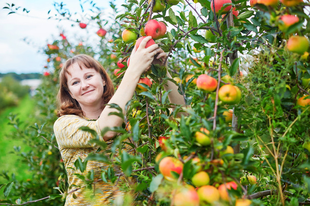 Cheerful young woman gathering apples - 写真・画像