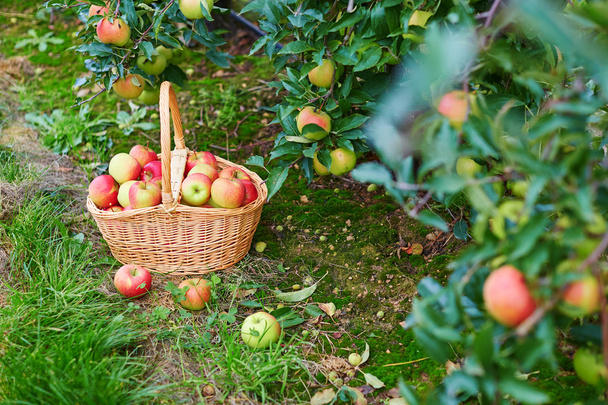 manzanas orgánicas frescas en una cesta - Foto, Imagen