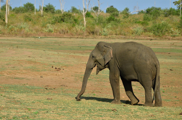 Elefant - Foto, Bild