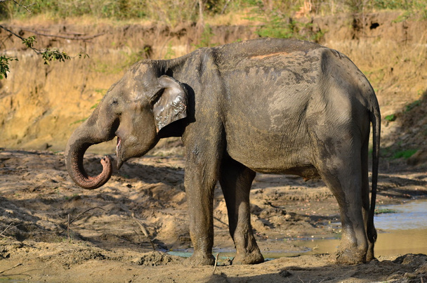 dziki słoń - Zdjęcie, obraz