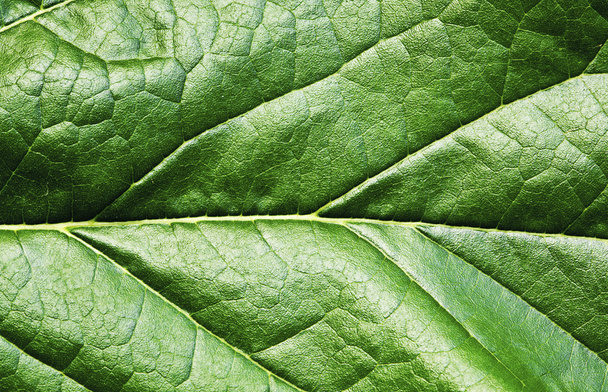 texture of green leaf - Foto, afbeelding