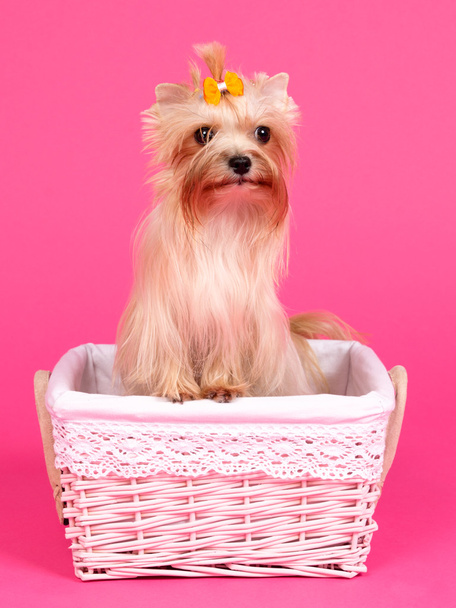 Yorkshire Terrier in a basket - Zdjęcie, obraz