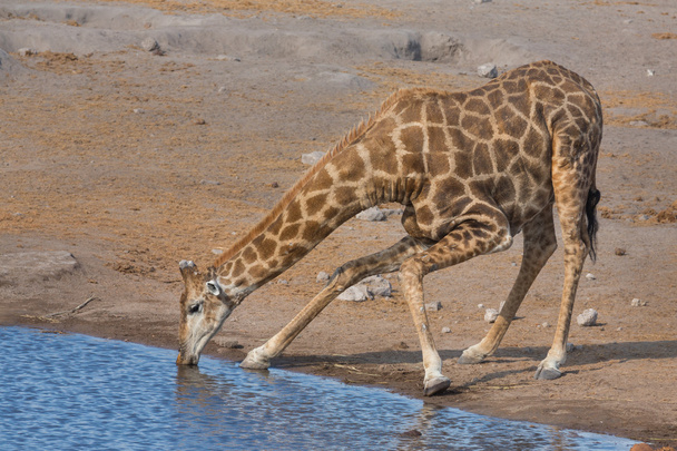 Giraffe drinking water - Photo, Image