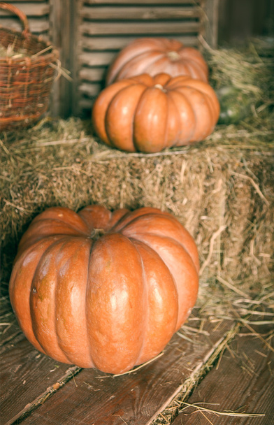 Halloween pumpkins yakın çekim  - Fotoğraf, Görsel