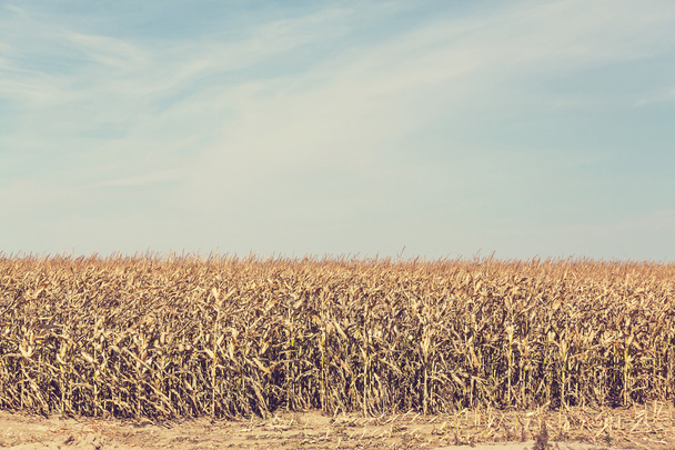 Corn field background - 写真・画像