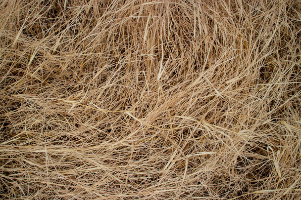 suché trávy - Fotografie, Obrázek