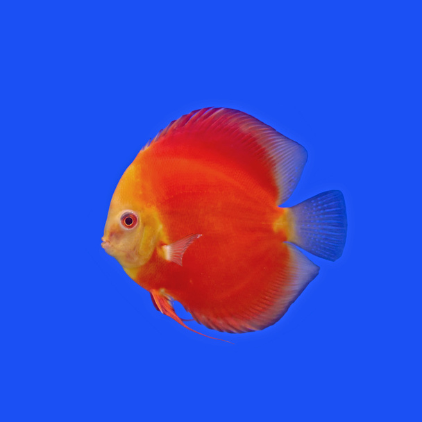 Рыба-падур или симфисодон
  - Фото, изображение