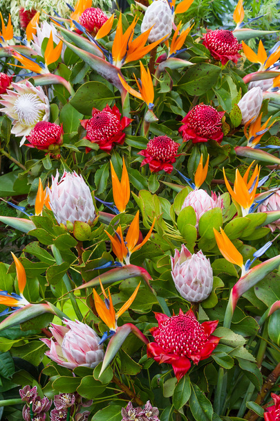 Барвисті квіти острова Мадейра. Фуншал, Португалія - Фото, зображення