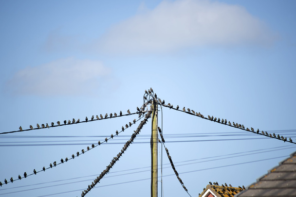 stormo di uccelli storni sui fili e sui tetti
 - Foto, immagini
