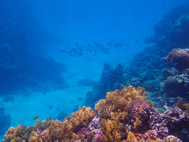 Trooppinen koralliriutta - Valokuva, kuva