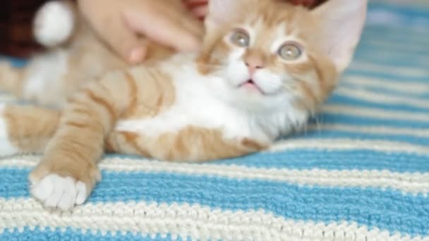 Kitten on white - blue blanket - Filmati, video