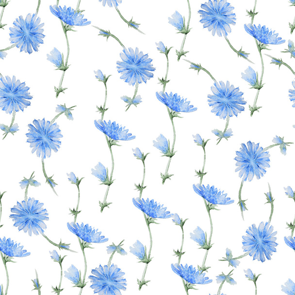 Chicory flowers pattern - Fotografie, Obrázek