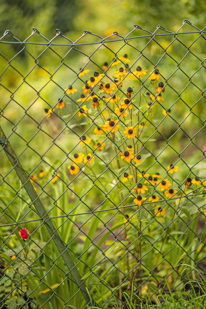 Rudbeckia bir çitin arkasında - Fotoğraf, Görsel