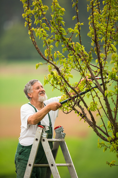 Senior man gardening in his garden (color toned image) - Fotografie, Obrázek