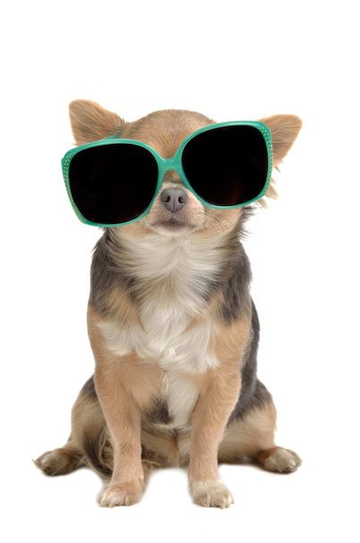 Funny dog with glasses - 写真・画像