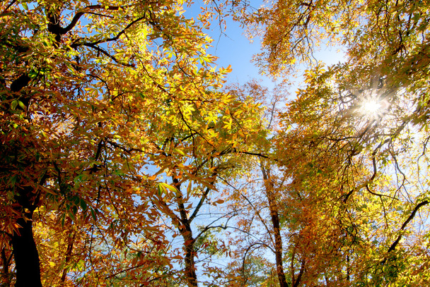 Solar ray through autumnal foliage of tree - Φωτογραφία, εικόνα