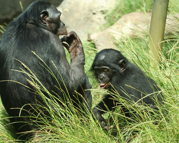 A Mother Bonobo Chimpanzee and Her Baby - Photo, Image