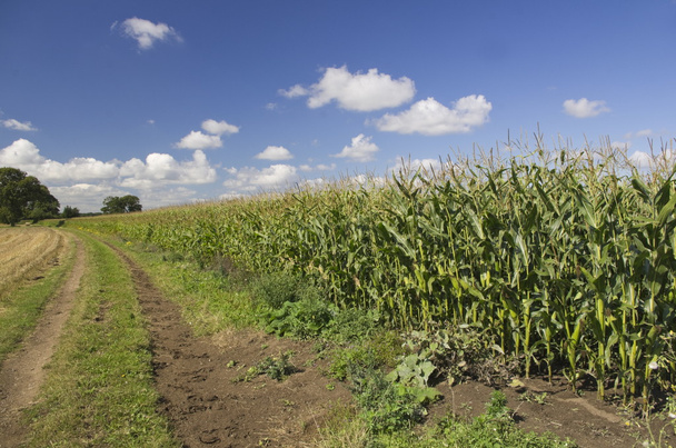Field of Maize, Sweetcorn - Photo, Image