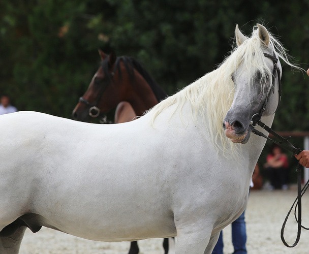 Kaunis puoliverinen ori poseeraa hevostapahtumassa
 - Valokuva, kuva