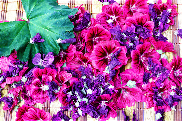 Flores de malva com folha fresca e seca
 - Foto, Imagem
