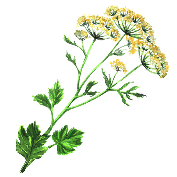 Fennel flowers anise with leaves isolated - Fotó, kép