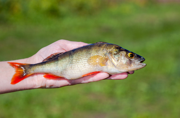 Female hand holding fresh perch against blurred background - Photo, Image
