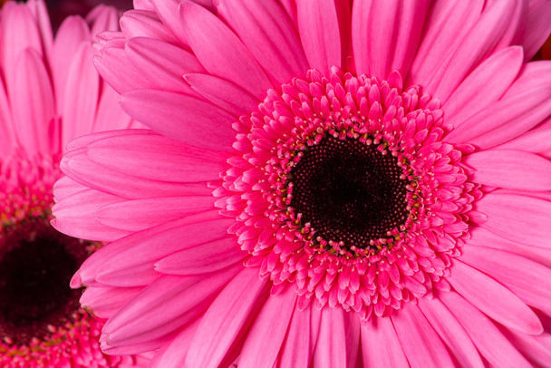 pink  gerbera Daisies closeup with shallow depth of field. - Photo, Image