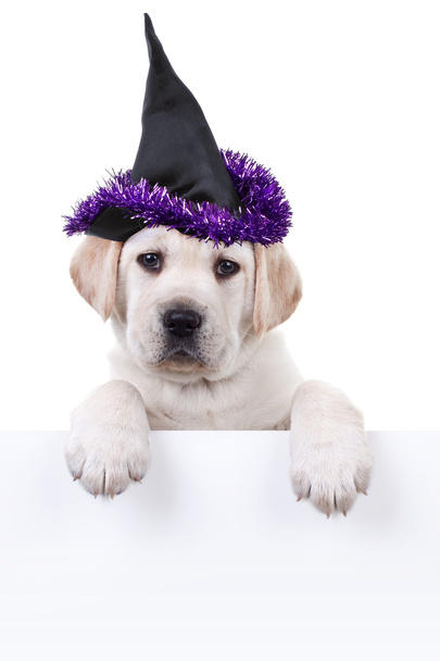 Halloween Witch Dog Sign - Foto, Imagem