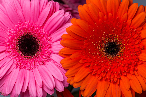 pink and orange  gerberas Daisies closeup with shallow depth of  - Photo, Image