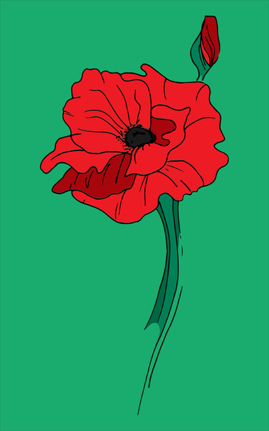 Illustration of alone red poppy - Vector, Image