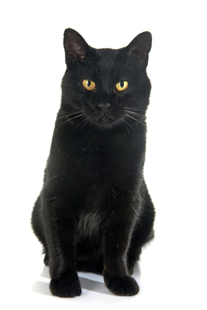 Gatto nero
 - Foto, immagini