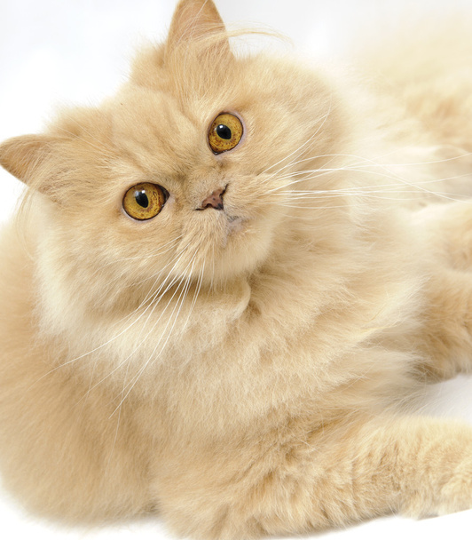 Perský kočičí portrét - Fotografie, Obrázek