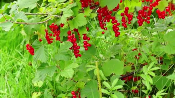 Ripe red currant bush - Footage, Video