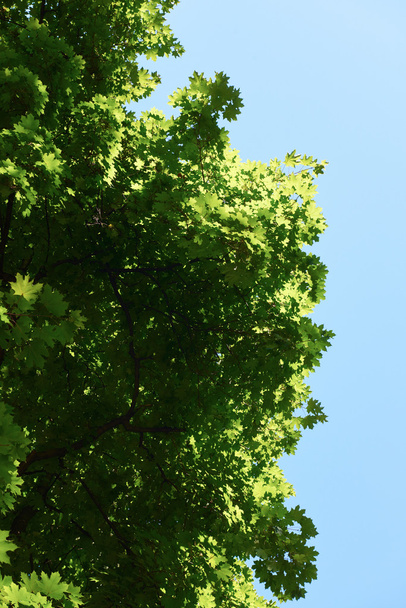 green tree branches - Foto, imagen
