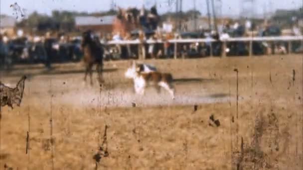 Rodeó cowboy borjú Roping) - Felvétel, videó