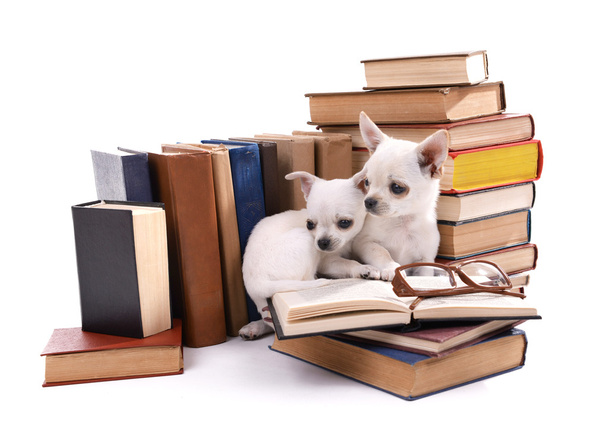 Suloinen chihuahua koirat kasaan kirjoja eristetty valkoinen
 - Valokuva, kuva