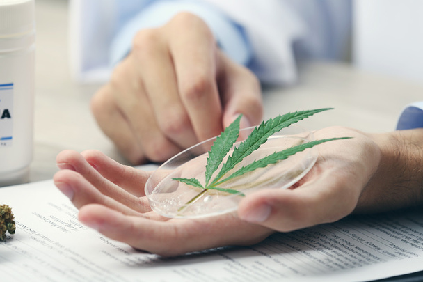Doctor hand holding green cannabis leaf close up - Φωτογραφία, εικόνα