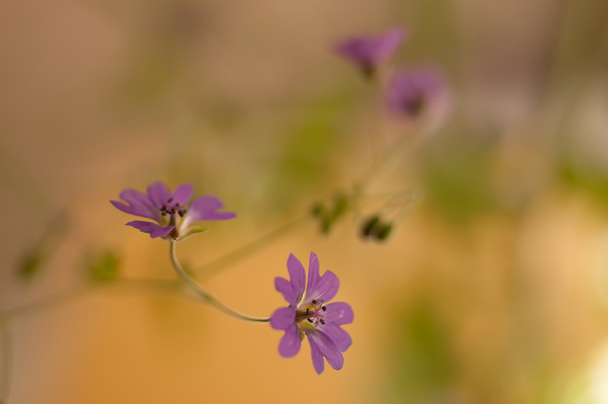 petites fleurs douces
 - Photo, image