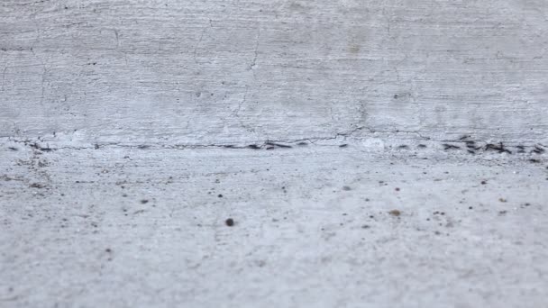 Mravenci Plazoucí se po betonových chodník - Záběry, video