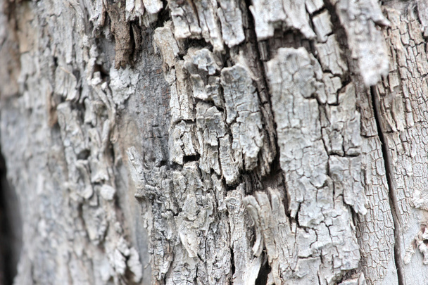 the texture of the bark - Фото, изображение