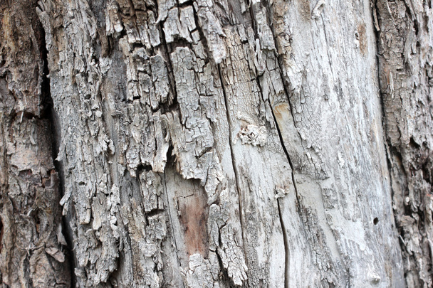 the texture of the bark - Foto, afbeelding