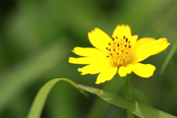 Virág - Fotó, kép