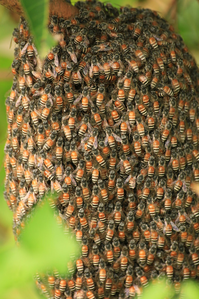 Bee and radiator - Photo, Image