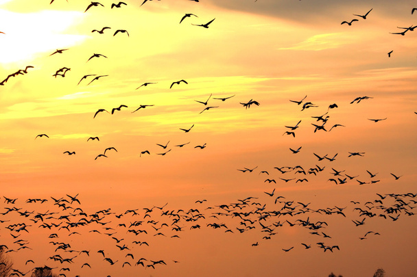 sneeuw ganzen bij zonsondergang - Foto, afbeelding