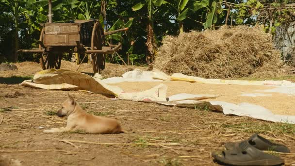 Rýže semena sušení slunce na zemi v hospodářství; Divoký pes ležící v popředí, sena a dřevěný vozík jako pozadí - Záběry, video