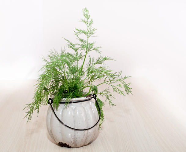 Dill in pot on kitchen countertop - Фото, изображение