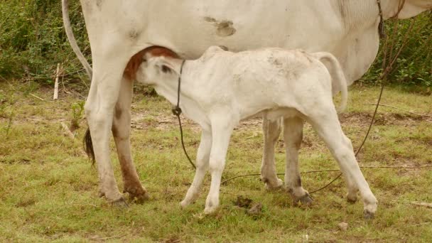 Белый теленок высасывает молоко из своей матери на поле (крупным планом)
) - Кадры, видео