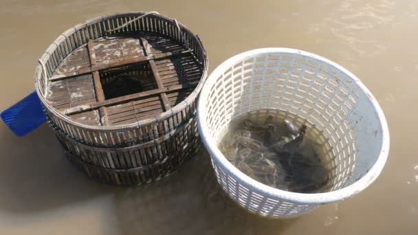 Ryb połowów trzymanych w bambusowym koszyku i plastikowy kosz wsiąka w płytkich wodach (zbliżenie ) - Materiał filmowy, wideo